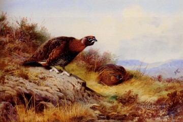 動物 Painting - ムーアのアカライチョウ アーチボルド ソーバーン鳥